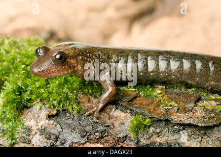 Salamandre à ventre noir (Desmognathus quadramaculatus), assis sur un tronc d'arbre moussu Banque D'Images