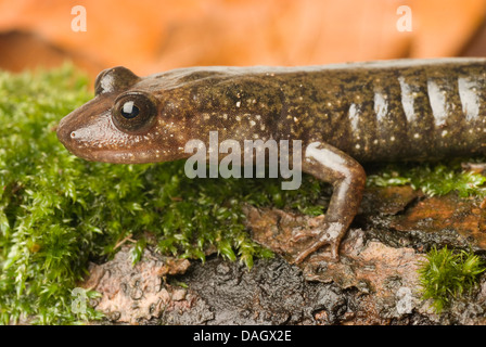 Salamandre à ventre noir (Desmognathus quadramaculatus), assis sur un tronc d'arbre moussu Banque D'Images