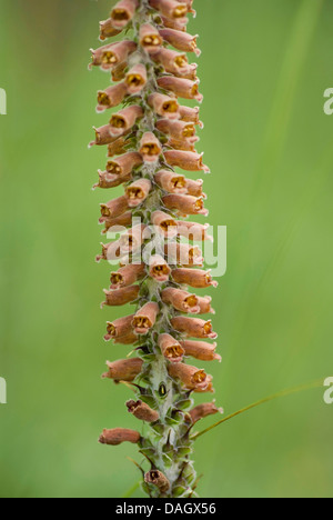 La digitale (Digitalis parviflora espagnol), inflorescence Banque D'Images