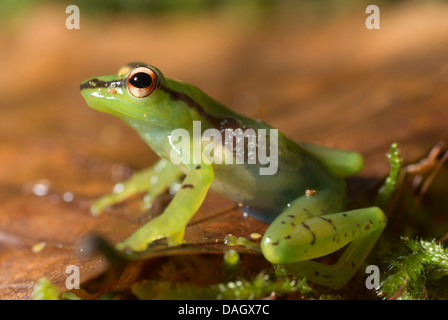 Grenouille de verre malgache (Mantidactylus Guibemantis pulcher, pulcher), assis sur une feuille Banque D'Images