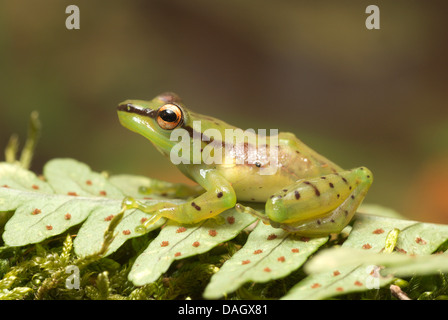 Grenouille de verre malgache (Mantidactylus Guibemantis pulcher, pulcher), assis sur une feuille Banque D'Images