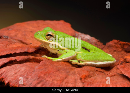 Rainette verte d'Amérique du Nord, Rainette verte (Hyla cinerea), sur une pierre Banque D'Images