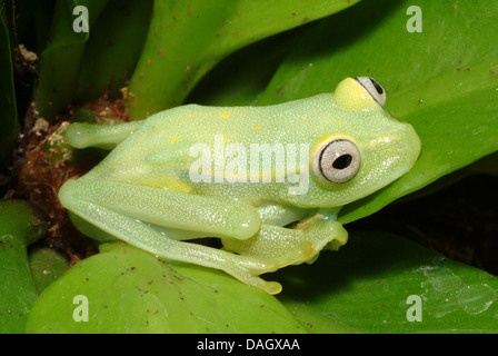 Grenouille de verre, la Rainette, repéré en verre émeraude (grenouille Hyla punctata), sur une feuille Banque D'Images