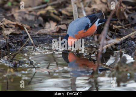 Colvert, Canard colvert, le nord du bouvreuil (Pyrrhula pyrrhula), homme d'alcool hors d'une flaque d'eau, de l'Allemagne, la Bavière Banque D'Images