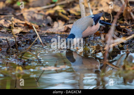 Colvert, Canard colvert, le nord du bouvreuil (Pyrrhula pyrrhula), femme d'alcool hors d'une flaque d'eau, de l'Allemagne, la Bavière Banque D'Images