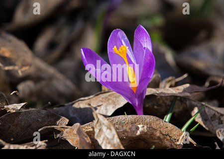 Crocus Crocus du printemps, néerlandais (Crocus vernus, Crocus neapolitanus), qui fleurit parmi les feuilles tombées, Allemagne Banque D'Images