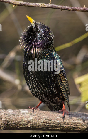 Étourneau sansonnet (Sturnus vulgaris) mâle en plumage nuptial de chanter sur une branche, l'Allemagne, la Bavière Banque D'Images