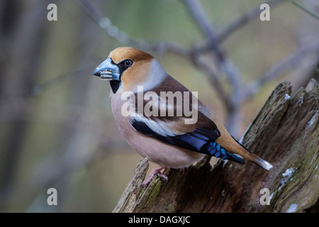 (Coccothraustes coccothraustes hawfinch), homme l'alimentation d'une graine de tournesol, de l'Allemagne, la Bavière Banque D'Images