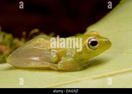 Carex africains (Hyperolius puncticulatus Grenouille), assis sur une feuille Banque D'Images