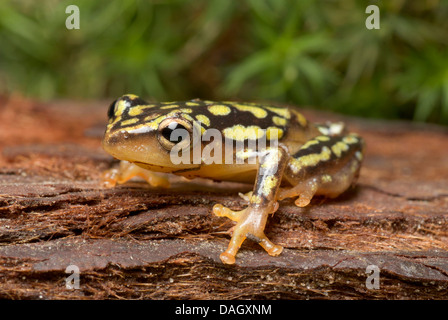 Roseau commun Grenouille (Hyperolius viridiflavus variabilis), sur l'écorce Banque D'Images