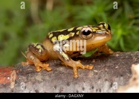 Roseau commun Grenouille (Hyperolius viridiflavus variabilis), on branch Banque D'Images