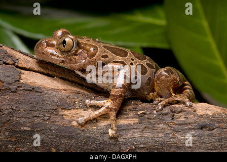 L'exécution de la grenouille, grenouille africaine rhacophorid, Red-legged frog (pan Kassina maculata, Hylambates maculata), sur une branche Banque D'Images