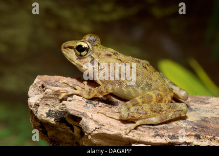 L'exécution de la grenouille, grenouille africaine rhacophorid, Red-legged frog (pan Kassina maculata, Hylambates maculata), sur une branche Banque D'Images