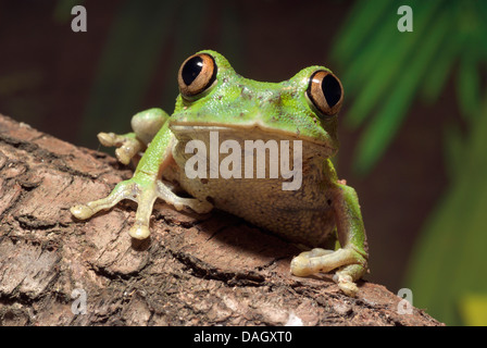 Trop, Grenouille rainette Peacock (Leptopelis vermiculatus), sur une branche Banque D'Images