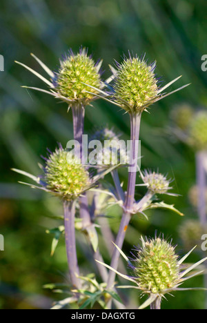 Mer Méditerranée holly (Eryngium bourgatii), inflorescences Banque D'Images