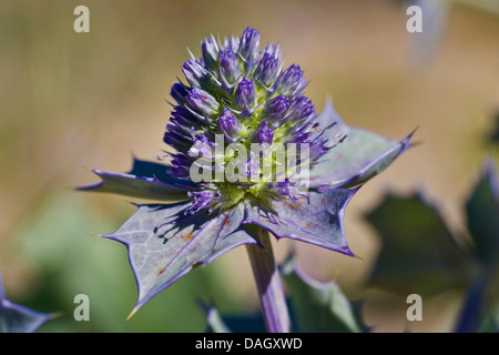 Bord de mer-holly, laiteron des coyotes (Eryngium maritimum), inflorescence Banque D'Images