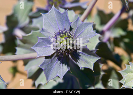 Bord de mer-holly, laiteron des coyotes (Eryngium maritimum), inflorescence Banque D'Images