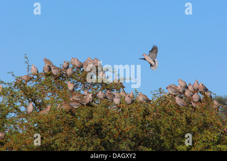 Tourterelle du Cap, Tourterelle, Half-Collared Dove (Streptopelia capicola), troupeau, assis dans un buisson, Afrique du Sud, Kgalagadi Transfrontier National Park Banque D'Images