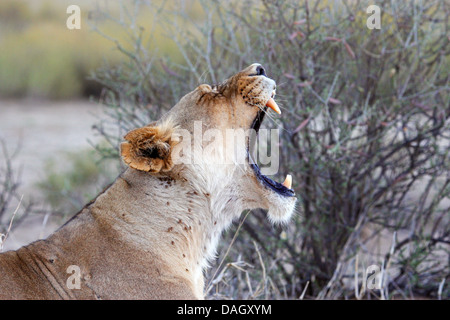 Lion (Panthera leo), portrait d'une femme béant, Afrique du Sud, Kgalagadi Transfrontier National Park Banque D'Images