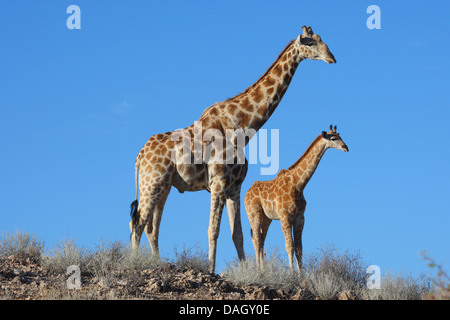 Girafe (Giraffa camelopardalis), debout dans la savane avec un mineur, Afrique du Sud, Kgalagadi Transfrontier National Park Banque D'Images