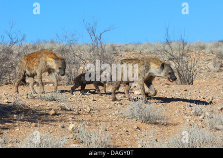 L'Hyène tachetée (Crocuta crocuta), le clan de la marche à travers la savane, Afrique du Sud, Kgalagadi Transfrontier National Park Banque D'Images