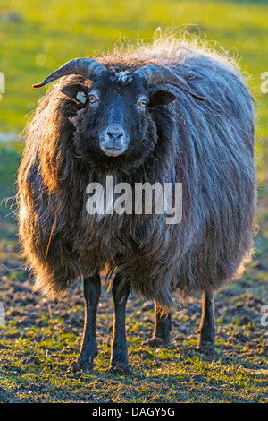 Heath (Ovis ammon aries. f), Heath de moutons dans un pré, Allemagne, Rhénanie du Nord-Westphalie Banque D'Images
