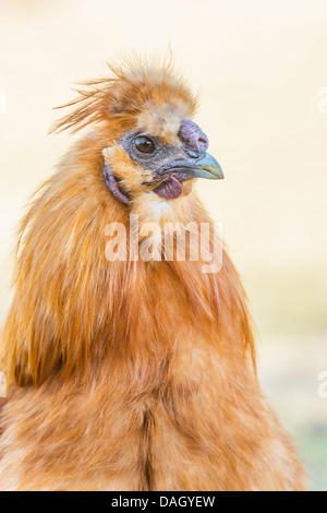 Silkie, soyeux volaille (Gallus gallus f. domestica), portrait d'un oiseau soyeux, en Allemagne, en Rhénanie du Nord-Westphalie Banque D'Images