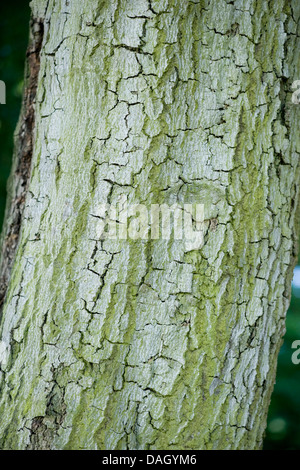 Le hêtre commun (Fagus sylvatica), l'écorce, Allemagne Banque D'Images