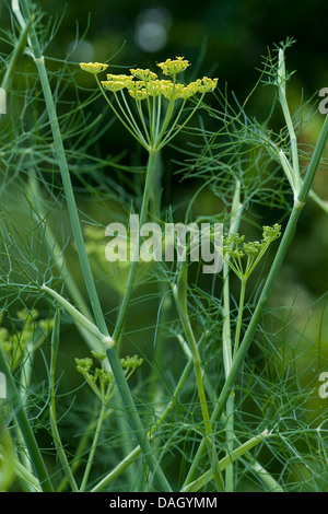 Fenouil doux (Anethum foeniculum Foeniculum vulgare, le fenouil, la floraison) Banque D'Images