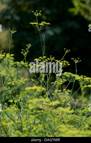 Fenouil doux (Anethum foeniculum Foeniculum vulgare, le fenouil, la floraison) Banque D'Images