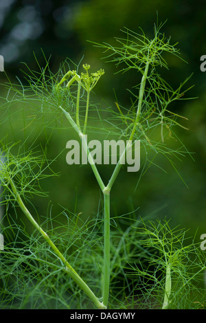 (Foeniculum vulgare Fenouil doux, fenouil, aneth foeniculum) avec les jeunes inflorescences Banque D'Images