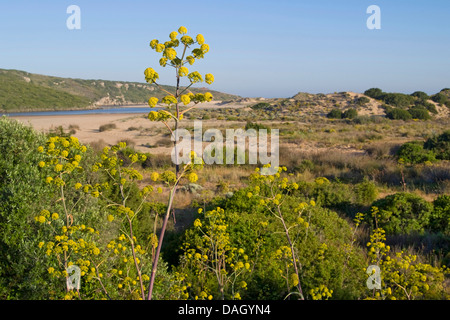 Ferula communis (ammoniacum africaine), blooming Banque D'Images