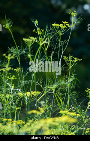 Fenouil doux (Anethum foeniculum Foeniculum vulgare, le fenouil, la floraison) Banque D'Images