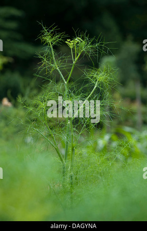 (Foeniculum vulgare Fenouil doux, fenouil, aneth foeniculum) avec les jeunes inflorescences Banque D'Images