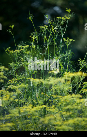 Fenouil doux (Anethum foeniculum Foeniculum vulgare, le fenouil, la floraison) Banque D'Images