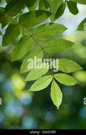 Frêne commun, frêne (Fraxinus excelsior), feuille, Allemagne Banque D'Images