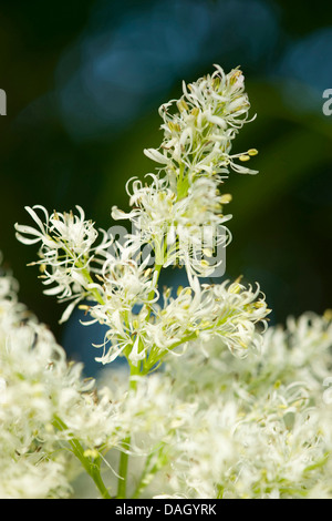 La manne frêne (Fraxinus ornus), blooming Banque D'Images