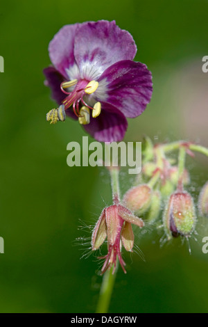 Géranium sanguin (Geranium phaeum sombre), fleur, Allemagne Banque D'Images