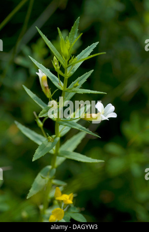 Couvrir l'hysope (Gratiola officinalis), la floraison, Allemagne Banque D'Images