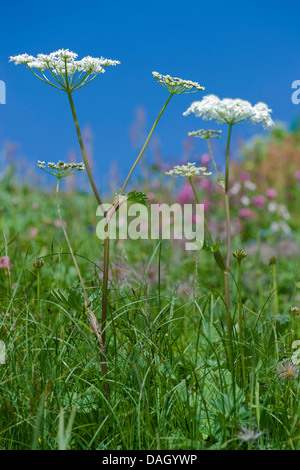 La berce du Caucase (Heracleum sphondylium alpin ssp. alpinum), blooming, Suisse Banque D'Images