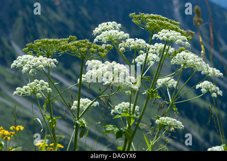 Cowparsnip Heracleum sphondylium montagne (ssp. elegans), blooming, Allemagne Banque D'Images