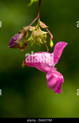 Balsamine de l'Himalaya Indien, rouge, sapin baumier, jewelweed, jewelweed ornementales casque de policier (Impatiens glandulifera), fleur, Allemagne Banque D'Images