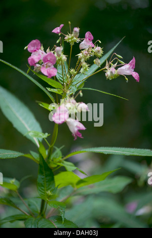 Balsamine de l'Himalaya Indien, rouge, sapin baumier, jewelweed, jewelweed ornementales casque de policier (Impatiens glandulifera), blooming, Allemagne Banque D'Images