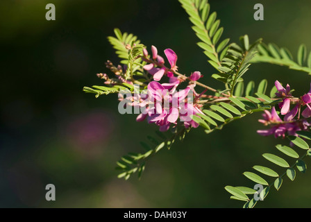 Vrai indigo (Indigofera tinctoria), rameau en fleurs Banque D'Images