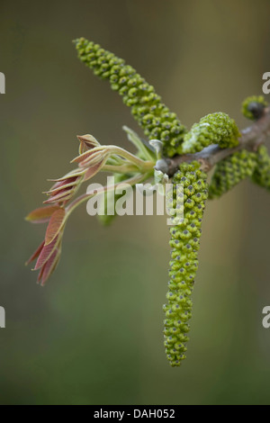 Noyer (Juglans regia), l'analyse des feuilles et chatons mâles, Allemagne Banque D'Images