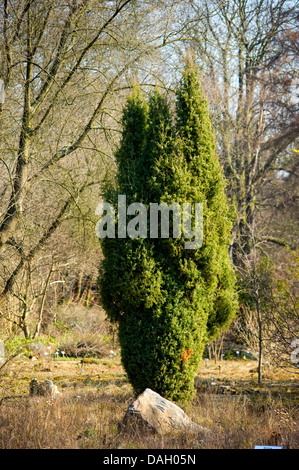 Genévrier commun, Juniperus communis (Genévrier), de l'habitude, Allemagne Banque D'Images