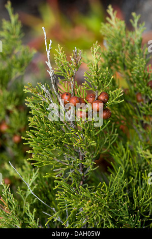 Genévrier phénicien (Juniperus phoenicea), de la direction générale avec les graines mûres Banque D'Images