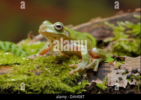 Rainette de White's rainette versicolore Rainette de White, Litoria caerulea (, Hyla caerulea, Pelodryas caerulea), sur la branche moussue Banque D'Images