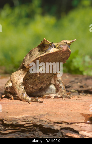 Malayan Horned Frog, grenouille cornue Asiatique, Asiatique, Javan Crapaud Grenouille cornue (Megophrys montana), sur une pierre Banque D'Images