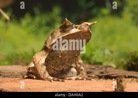 Malayan Horned Frog, grenouille cornue Asiatique, Asiatique, Javan Crapaud Grenouille cornue (Megophrys montana), sur une pierre Banque D'Images